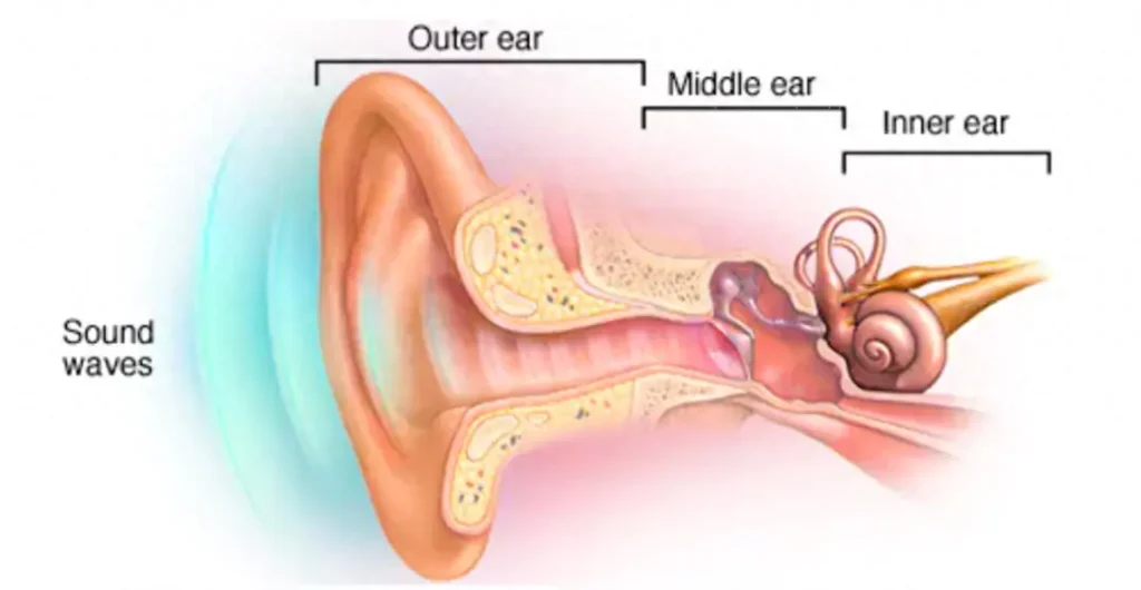 The ear is mainly composed of three parts