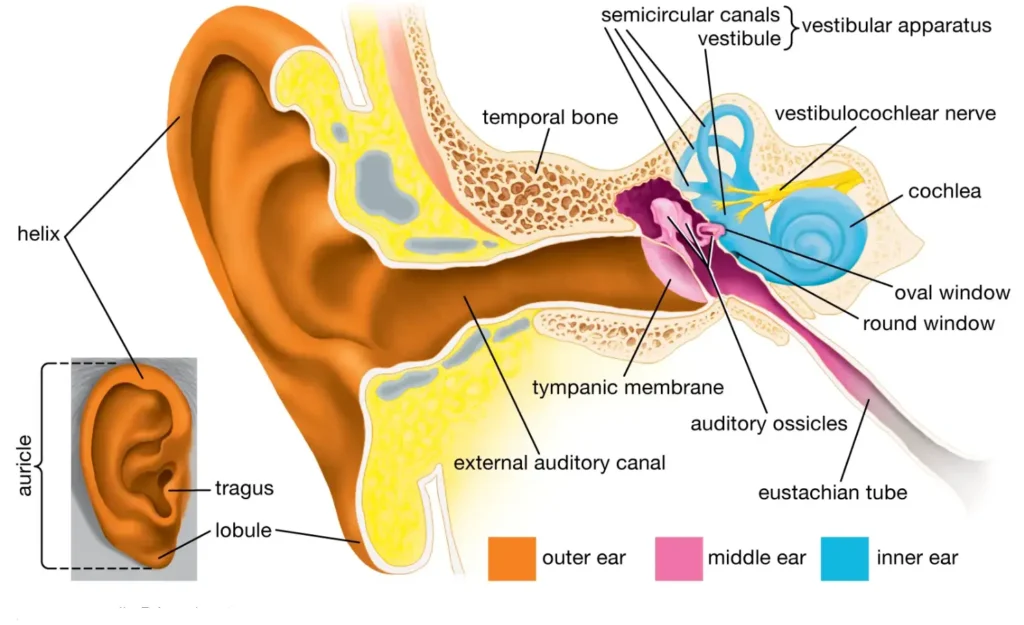 Professional terms related to hearing AIDS and ears